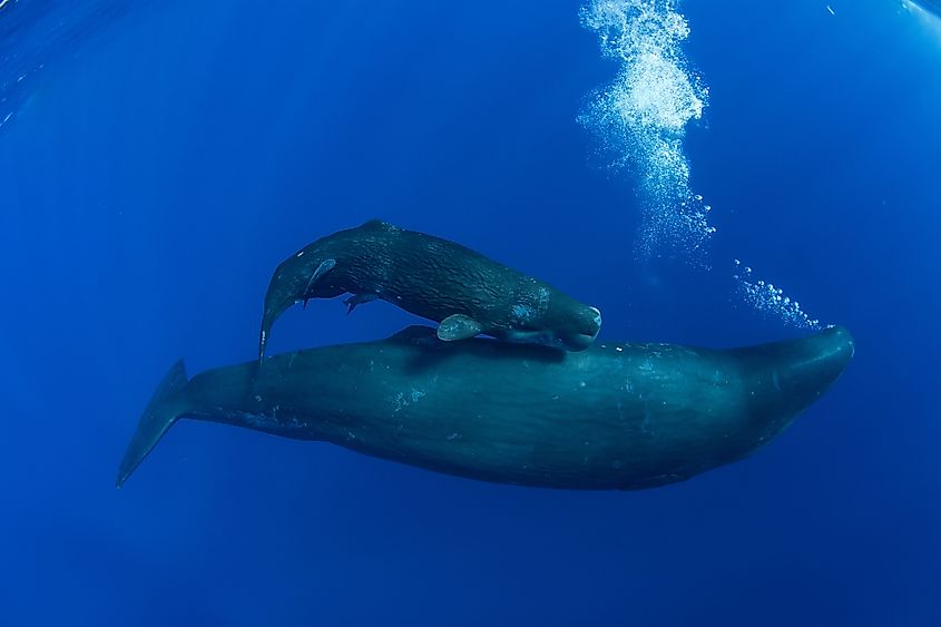 A newborn baby sperm whale swims surrounded by his family. Via Shutterstock / ohrim 
