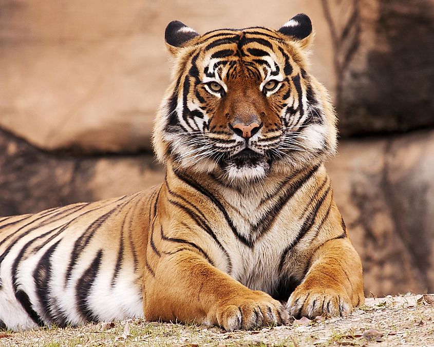 A Malayan tiger in the wild.