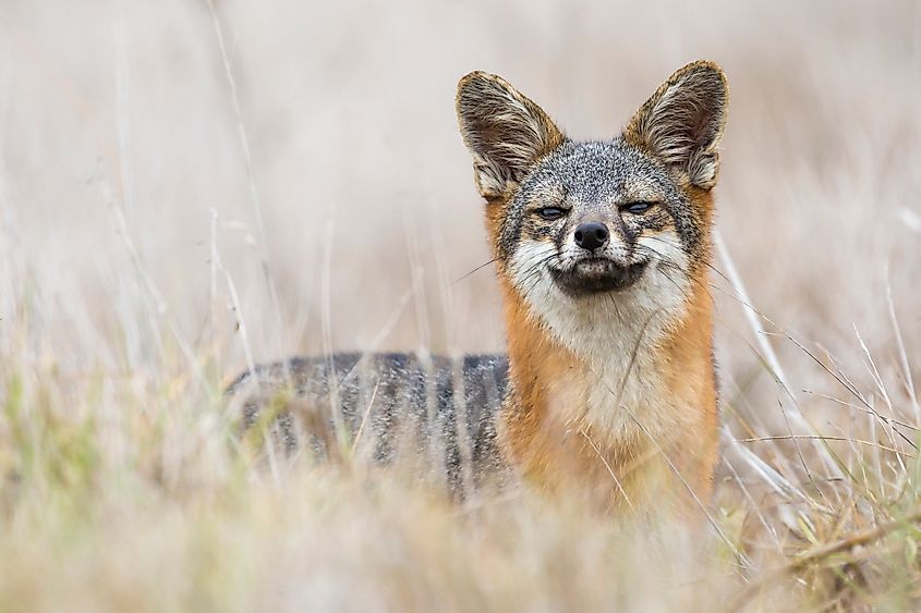 An island fox (Urocyon littoralis)