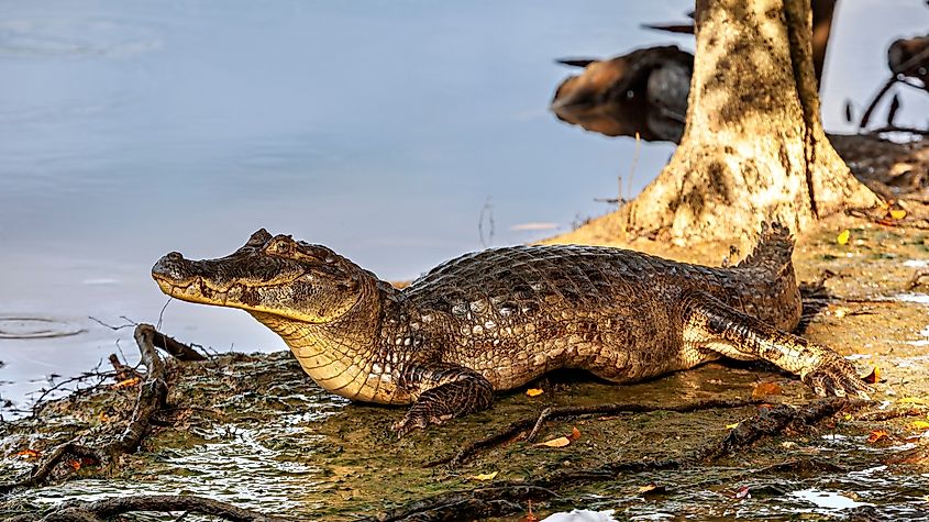 A black caiman (Melanosuchus niger)
