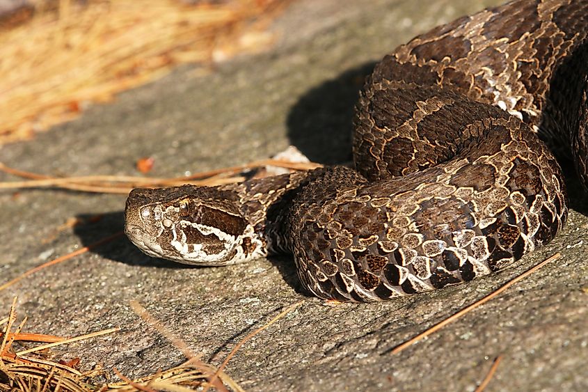 An eastern massasauga (Sistrurus catenatus)