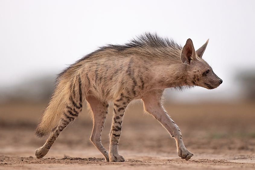 A striped hyena (Hyaena hyaena)