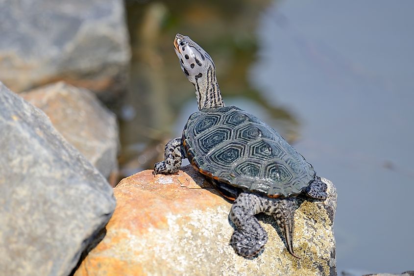 A diamondback terrapin (Malaclemys terrapin)