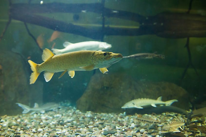 A muskellunge (Esox masquinongy)