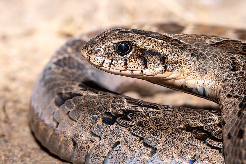 A rhombic night adder (Causus rhombeatus)
