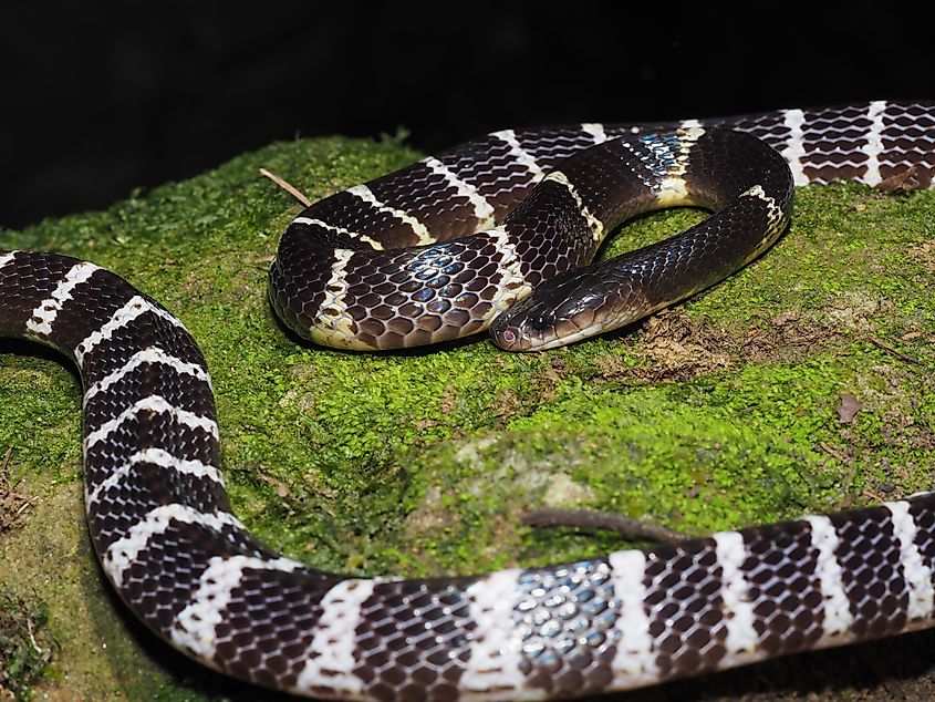 A many-banded krait (Bungarus multicinctus)