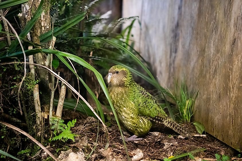 A kakapo (Strigops habroptilus)