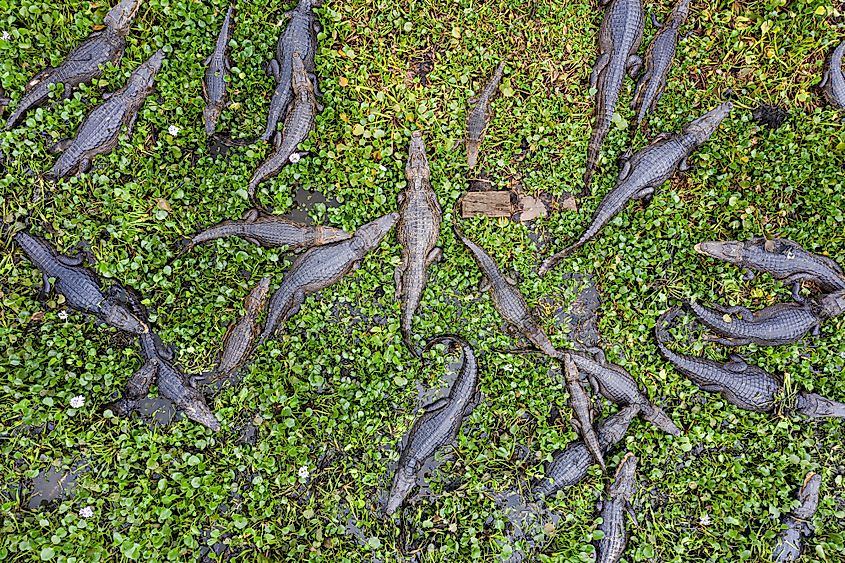 Caimans gather in a Pantanal waterway.