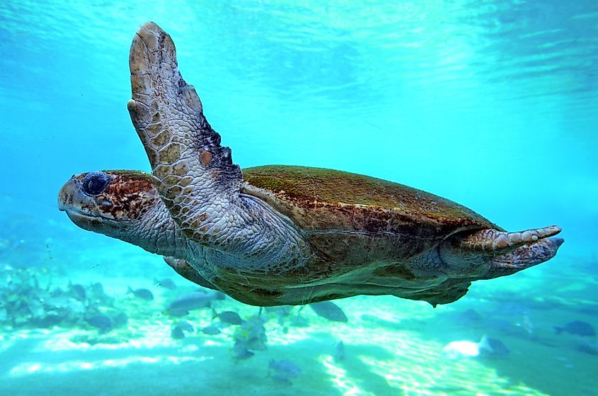 A green sea turtle swimming over a reef.