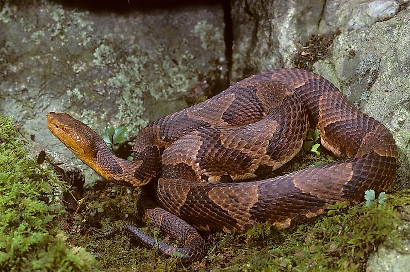 A Northern copperhead (Agkistrodon contortrix mokeson)