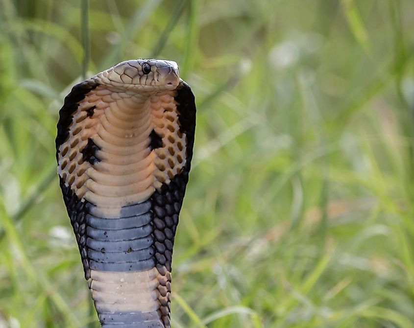 A monocled cobra (Naja kaouthia)