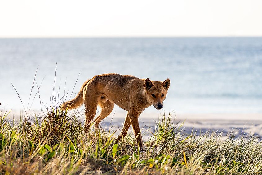 A dingo (Canis familiaris)