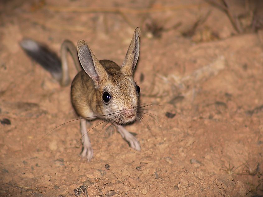 A jerboa.