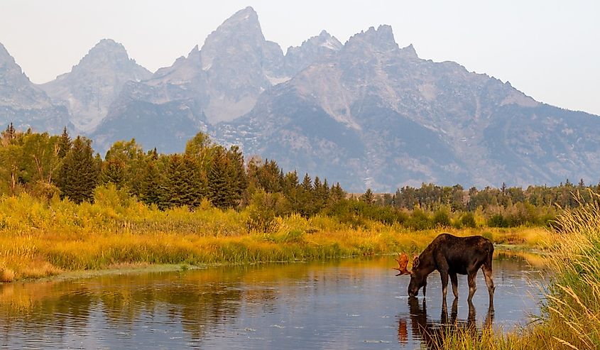 Wild bull moose in Grand Teton National Park near Jackson Hole, Wyoming