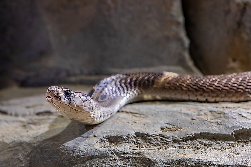 An Indian cobra (Naja naja)