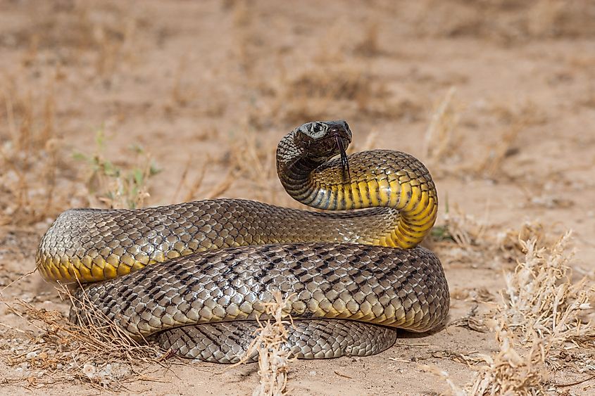 An inland taipan, a specialist hunter of small mammals.