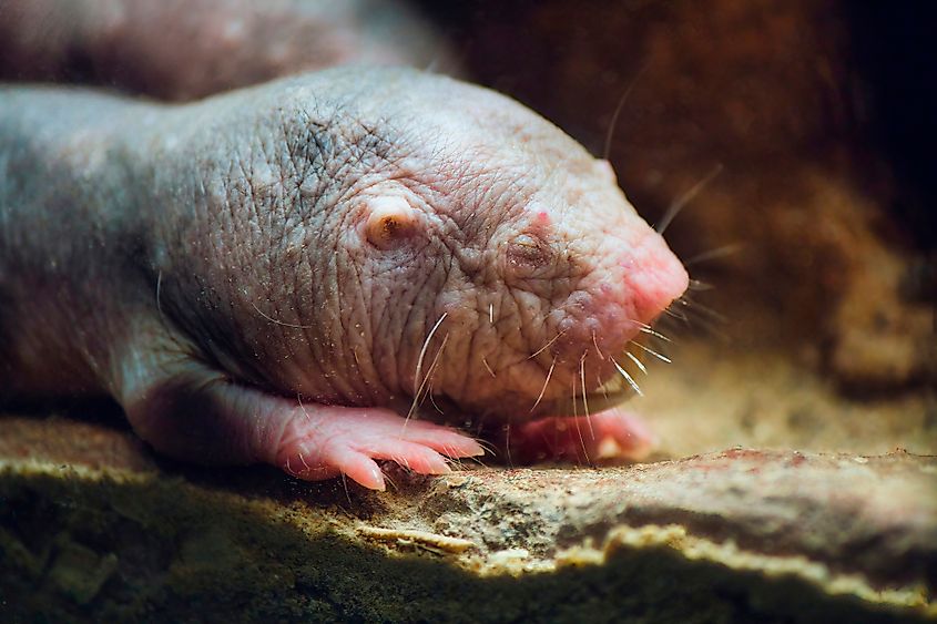 A naked mole-rat (Heterocephalus glaber)