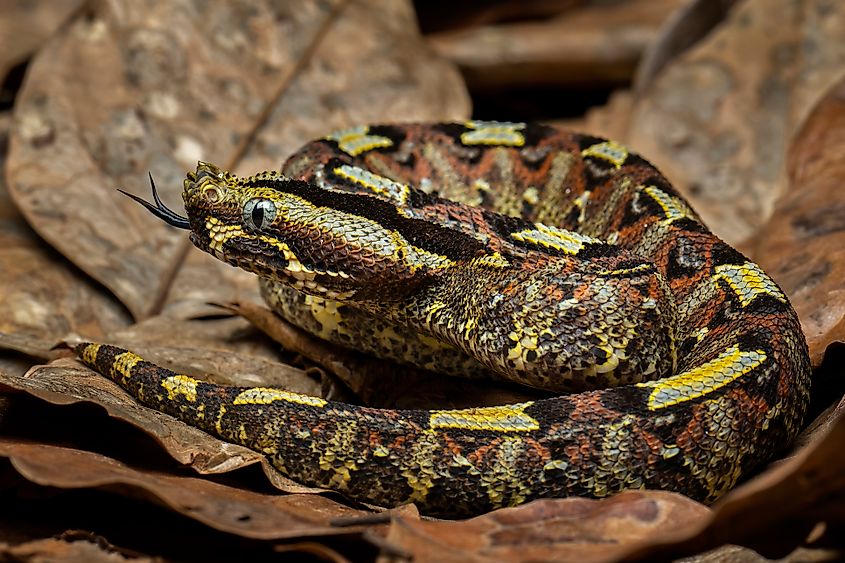 A rhinoceros viper (Bitis nasicornis)