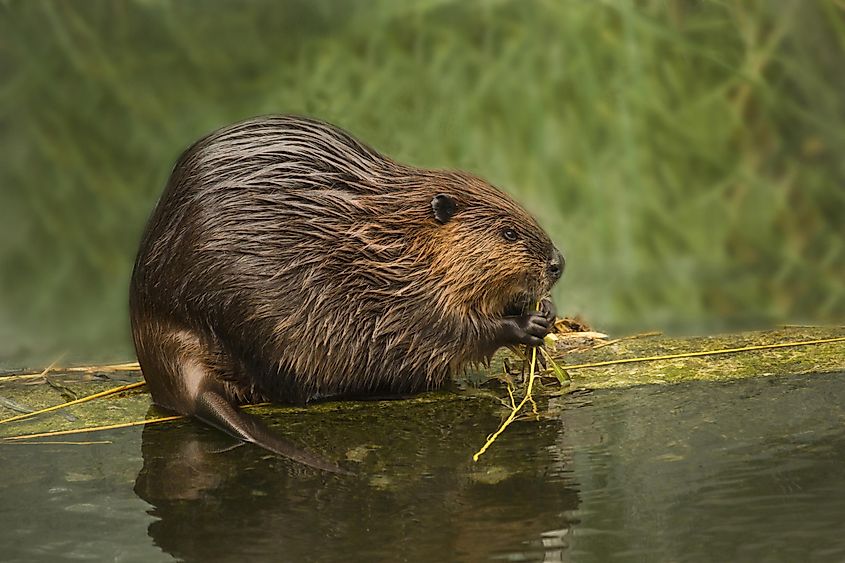 A beaver carrying a cut branch through a wetland pond