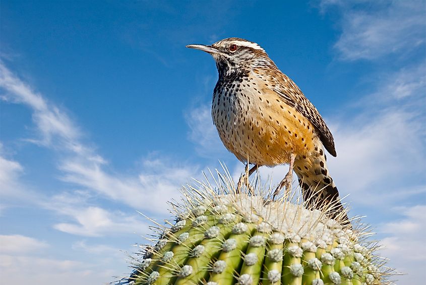 A cactus wren (Campylorhynchus brunneicapillus)