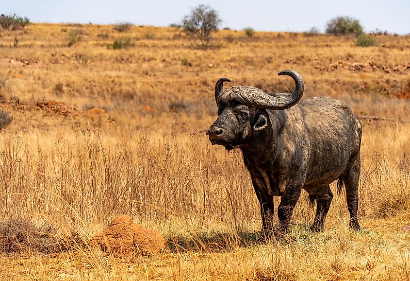A Cape buffalo (Syncerus caffer caffer)