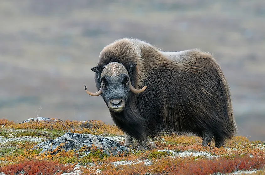A muskox (Ovibos moschatus)