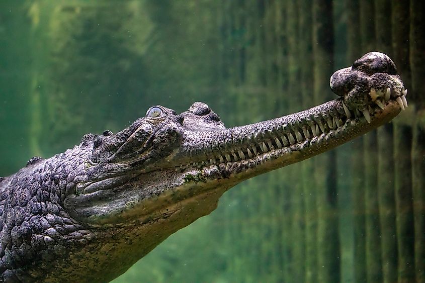 The closeup image of Gharial.