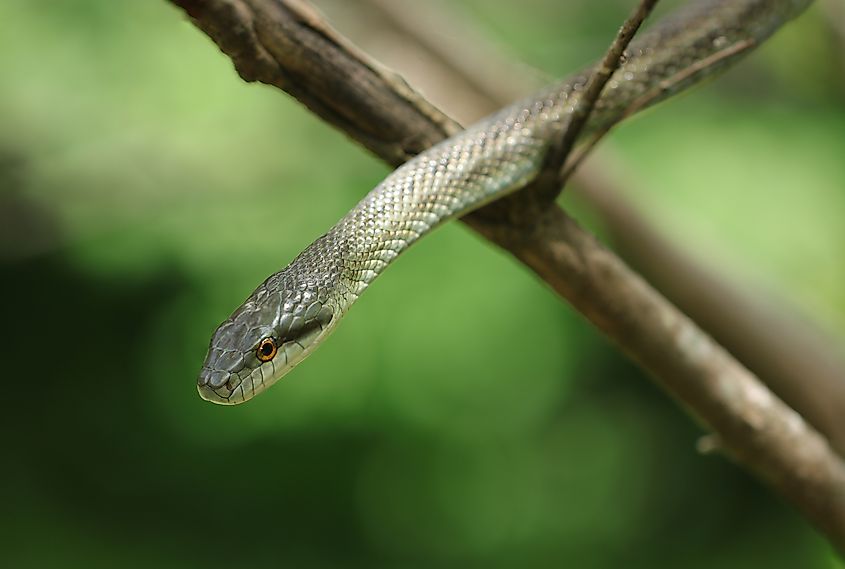 A Japanese rat snake (Elaphe climacophora)