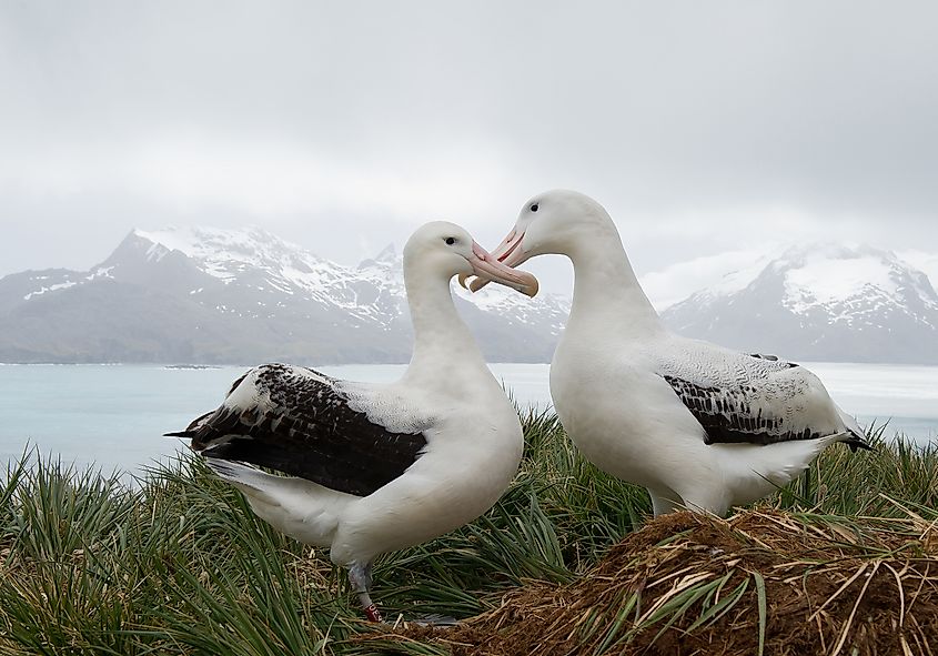 A pair of wandering albatrosses