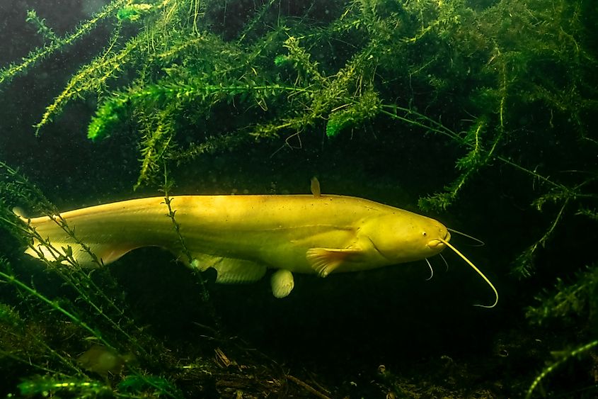 A juvenile albino wels catfish