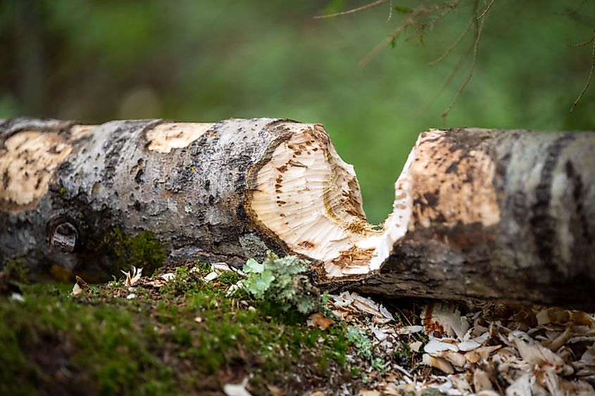 Trees and chips gnawed by beavers.