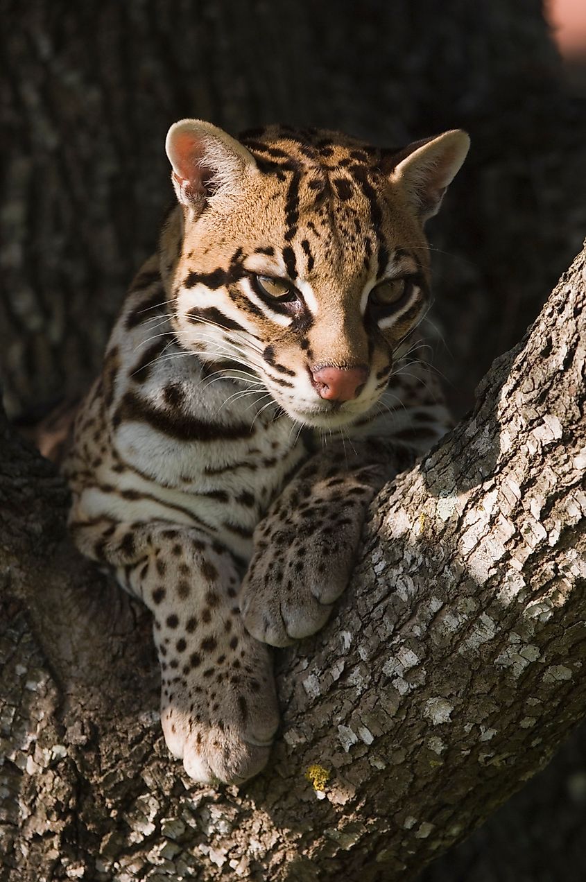 An ocelot resting on a mesquite tree branch.