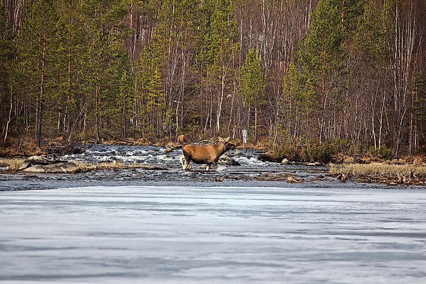 A female elk in the Lapland taiga.