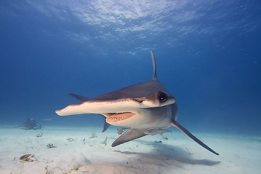 A hammerhead shark with its distinctive head.