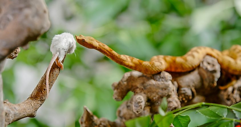 An eyelash viper (Bothriechis schlegelii)
