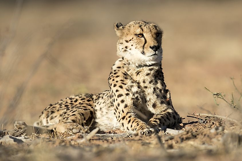 A Saharan cheetah with its distinctively pale coat.