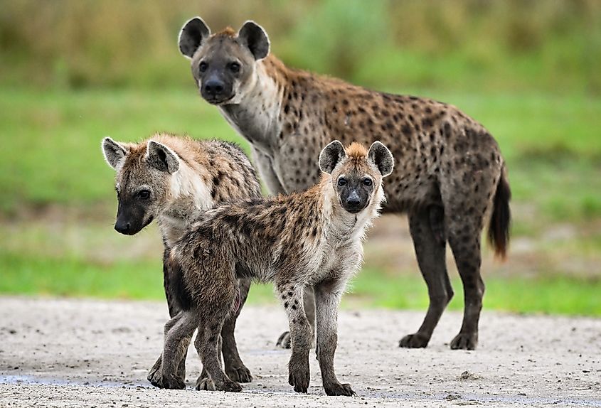 Spotted hyenas in the Okavango Delta (Richard Juilliart via Shutterstock)