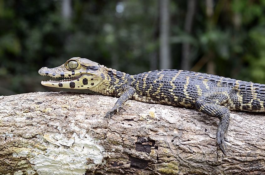 A juvenile caiman