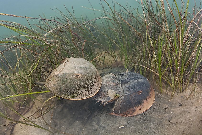 Atlantic horseshoe crabs on a shallow seafloor off Cape Cod, Massachusetts.