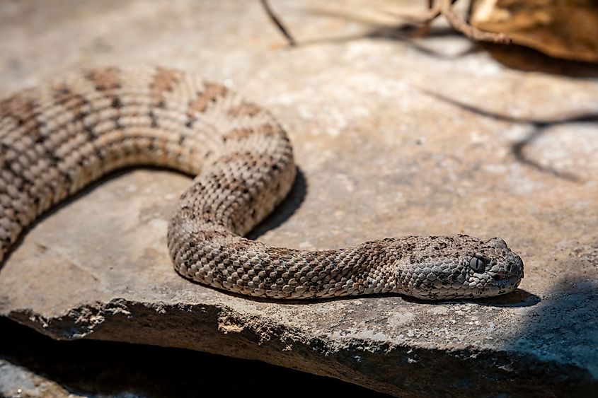 A speckled rattlesnake (Crotalus pyrrhus)