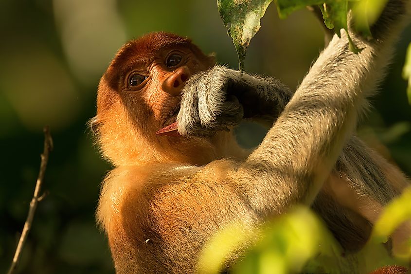A proboscis monkey (Nasalis larvatus)