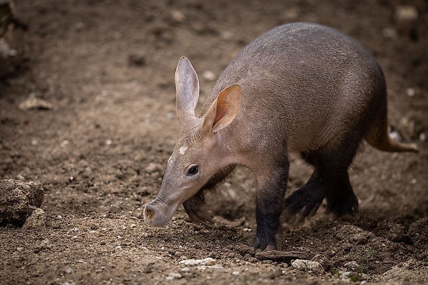 An aardvark (Orycteropus afer)