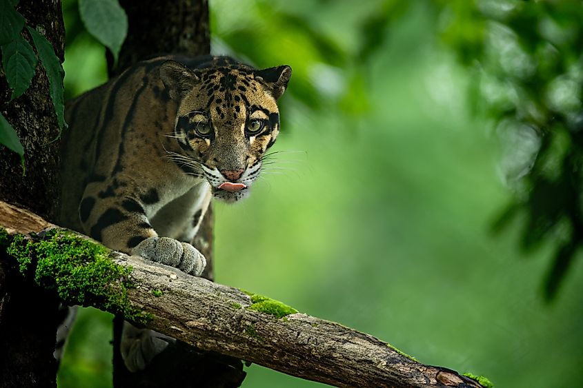 An elusive clouded leopard, Neofelis nebulosa