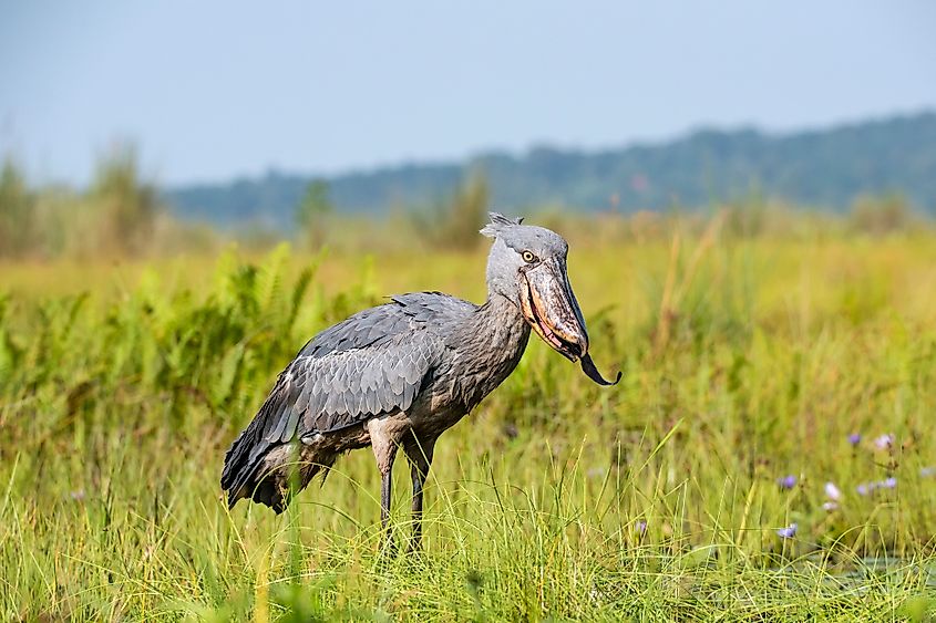 A shoebill eating a fish