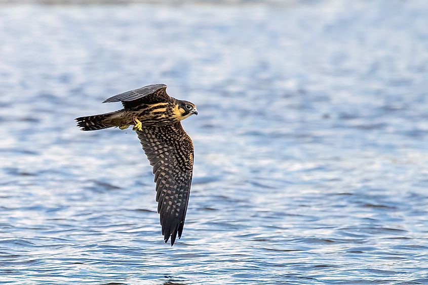 Eurasian hobby