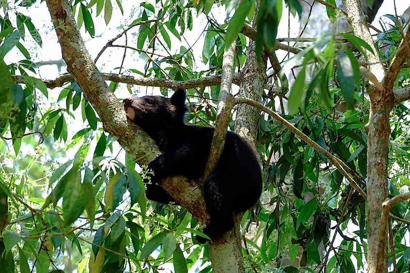 An Asian black bear cub