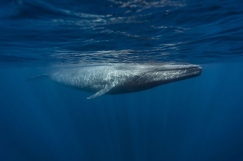 A blue whale (Balaenoptera musculus)