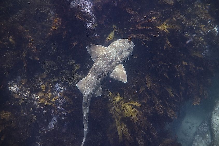 A spotted wobbegong foraging for food