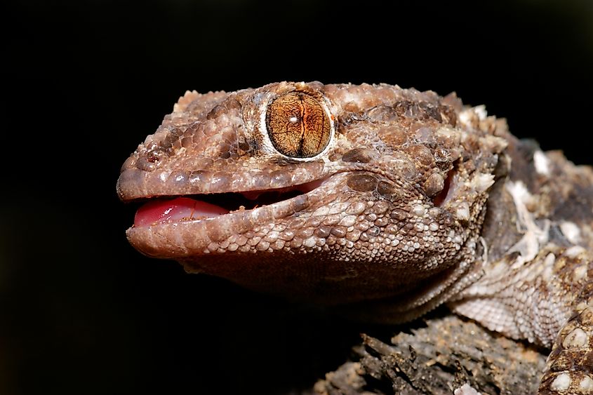 Portrait of a bibron gecko (Pachydactylus bibronii), Kalahari, South Africa. Credit: EcoPrint via Shutterstock)