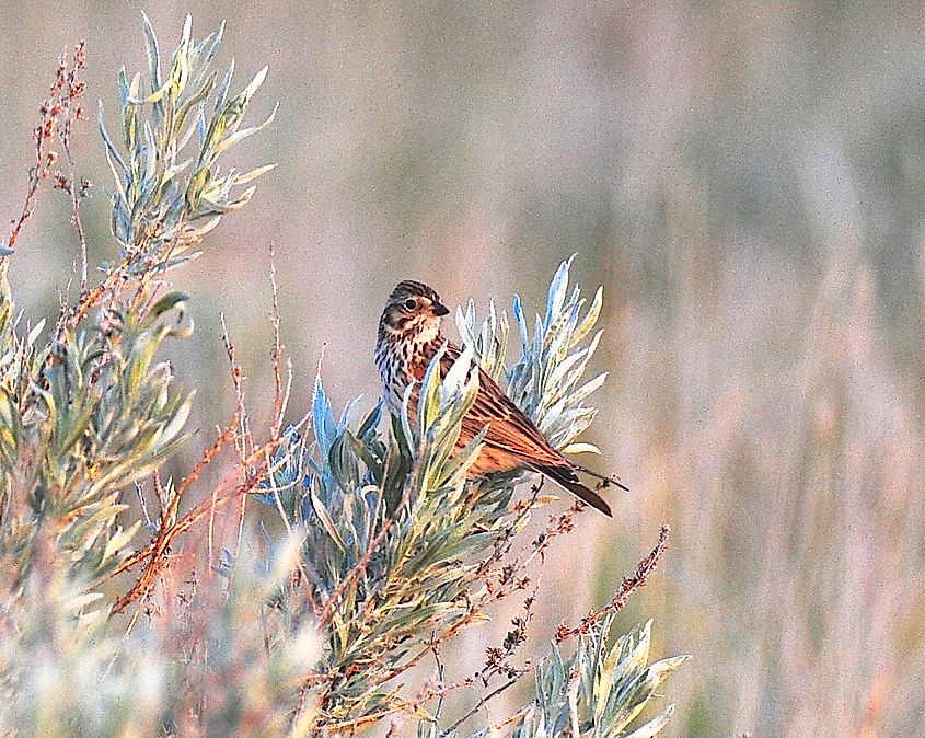 A Baird's sparrow (Centronyx bairdii)